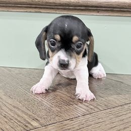 Pocket Beagle Khali - Black tan and white female Beagle puppy in Gentry, Arkansas from HC Puppy Ranch