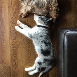 Border Collie Puppies from Cascade Sun Kennels