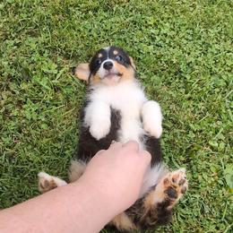 No Collar Tri Girl - Black and tan female Pembroke Welsh Corgi puppy in Stoystown, Pennsylvania from Willow Grove Corgis