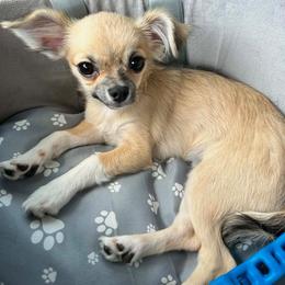 Boy 3 - male Chihuahua puppy in Tulsa, Oklahoma from Hart's Chihuahuas