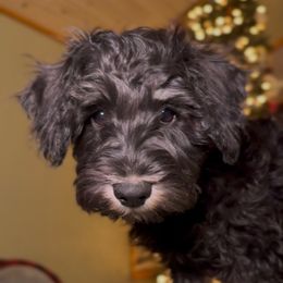 Shadow - Black and silver male Miniature Schnauzer puppy in Akeley, Minnesota from Great Northern Schnauzers