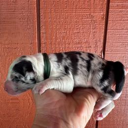 Border Collie puppies from Team Reeves Ranch