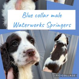 Blue collar - Liver and white male English Springer Spaniel puppy in Jamestown, Kentucky from Waterworks Springers
