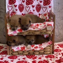 Shiba Inu Puppies from Kiara Coloma