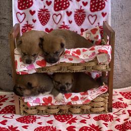 Shiba Inu Puppies from Kiara Coloma
