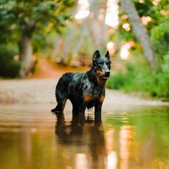 Beaucerons from Feu des Étoiles