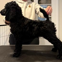 Boy 1 - Black male Poodle puppy in Walpole, Massachusetts from Harborstone Poodles and Terriers