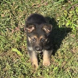 JERRY CAN - Bi-color male German Shepherd puppy in Yuba City, California from Barton’s German Shepherds