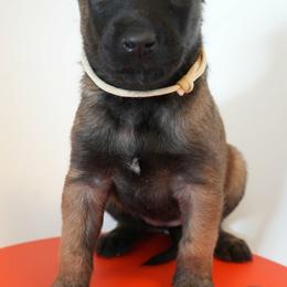Gilly - Fawn female Belgian Malinois puppy in Baltimore, Maryland from Abenteurer German Shepherds & Belgian Malinois