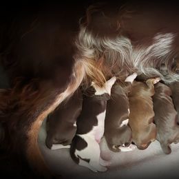 Aussiedoodle, Poodle, and Springerdoodle Puppies from Dakota SpringerDoodles