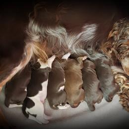 Aussiedoodle, Poodle, and Springerdoodle Puppies from Dakota SpringerDoodles