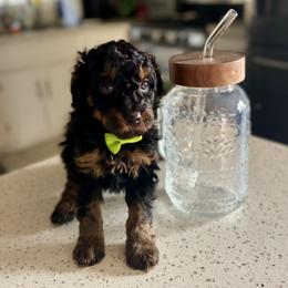 Oogie Boogie - Tri-color male Bernedoodle puppy in Munster, Indiana from Miranda’s Sunshine Poodles and Doodles