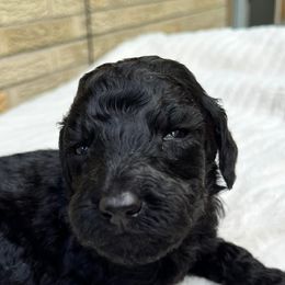 Goldendoodles from Someracres Goldendoodles