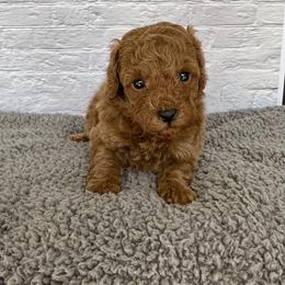 Firework (AKC) - Red  male Poodle puppy in Riverside, California from Red Toy Poodle World