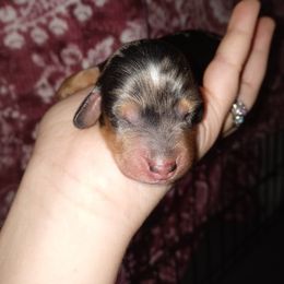 Dachshund Puppies from Michigan Rockin' Dachshunds