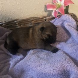 German Shepherd Puppies from Alte Schule Shepherds