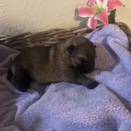 German Shepherd Puppies from Alte Schule Shepherds
