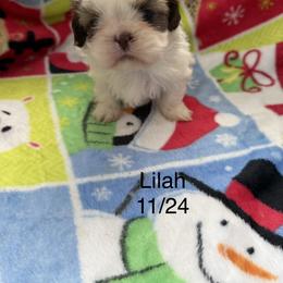 Lilah - Liver and white female Shih Tzu puppy in Jasper, Indiana from Jacob’s Spoiled Shih Tzu