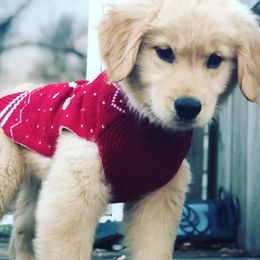 Golden Retrievers from Sleepy Grove Goldens