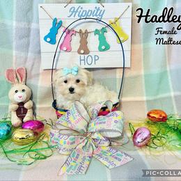 Maltese, Maltipoo, Poodle, and Yorkshire Terrier Puppies from Paw Perfect Pets