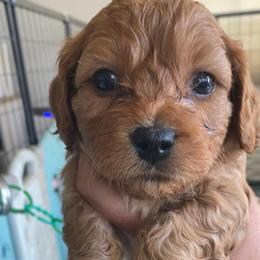 Buddy the Elf - Red male Cavapoo puppy in Van Alstyne, Texas from Home Grown Puppies