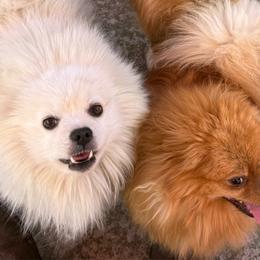 Socks - Pomeranian