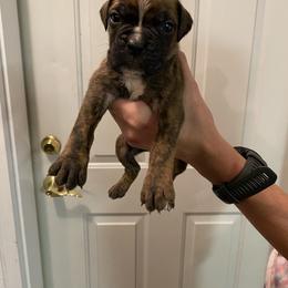 Hercules - Brindle male Boxer puppy in Custer, South Dakota from Tracy's Boxers