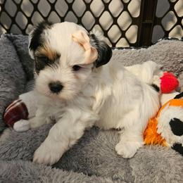 Patch - Black and white female Shorkie puppy in Chattanooga, Tennessee from Passion Pups TN
