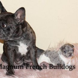 Magnum French Bulldogs breeder of Boston Terrier, French Bulldog