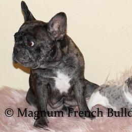 Magnum French Bulldogs breeder of Boston Terrier, French Bulldog