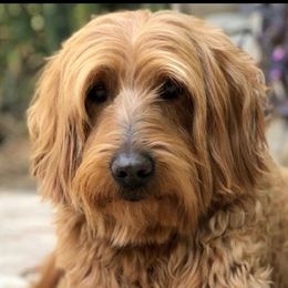 Australian Labradoodle adult dog