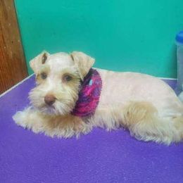 Blayze - Miniature Schnauzer