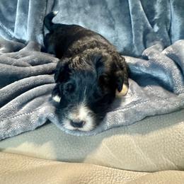 Mad Max - Black and white male Aussiedoodle puppy in Lake City, Florida from Dream Hollow Farm