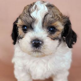 Dexter - Brown and white male Shichon puppy in Tennessee from Pilot Hill Teddy Bear Puppies