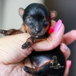 Yorkshire Terrier Puppies from Essence of Grace Yorkies