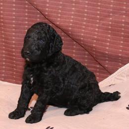 Poodle Puppies from RK'S Pets
