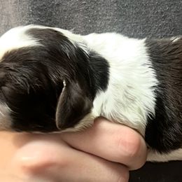 Solo girl 4 - Liver and white female Brittany puppy in Floyd Knobs, Indiana from Cross Creek Brittanys