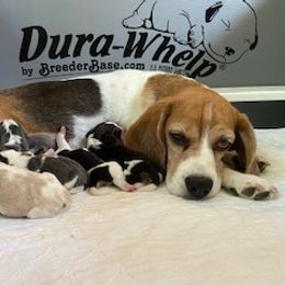 Beagle Puppies from Debra's Beagles