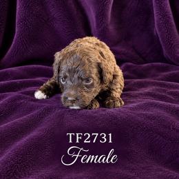 TF2731 - Chocolate female Australian Labradoodle puppy in Easley, South Carolina from Royal Diamond Australian Labradoodles