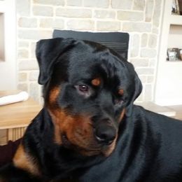 Rottweiler Puppies from Linda Sprouse