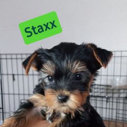 Shih Tzu and Yorkshire Terrier Puppies from Thorntons Fur Crew