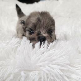 Dash - Black male Pomeranian puppy in Crivitz, Wisconsin from Royal Palace Pomeranians