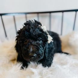 Monica - Black and white female Sheepadoodle puppy in Republic, Missouri from DOOD & Co