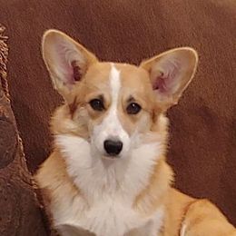 Ginger - Pembroke Welsh Corgi
