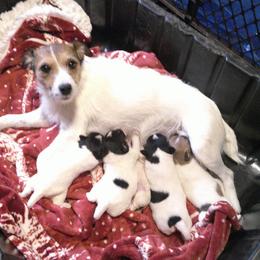 Parson Russell Terrier puppies from River Run Parson Russell terriers & River Run Ridgebacks
