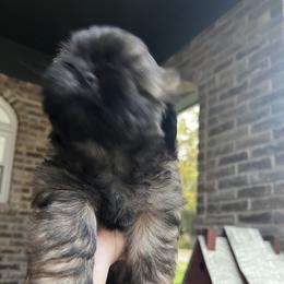 Cavapoo and Shihpoo Puppies from Haus of Doodles