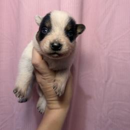 Starscream - Blue male Australian Cattle Dog puppy in Rosharon, Texas from 4Surge Cattle Dogs