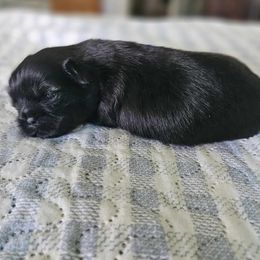 Shih Tzu Puppies from Lavender Lane Tzus