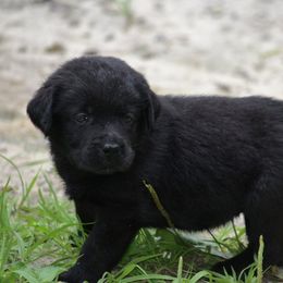Labrador Retriever Puppies from Harvest Moon English Labradors