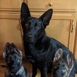 German Shepherds from Sieger Haus GSD